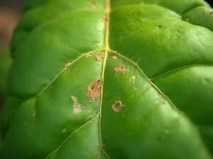 Close-up of plant leaves with disease symptoms, diagnostic photography