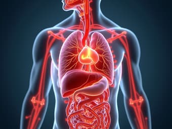 Diagram of the circulatory system and its functioning