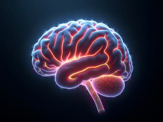 High-quality studio close-up of a human brain with glowing synapses