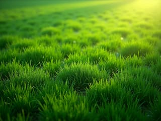 Lush green lawn, perfect grass texture, high-resolution studio photography