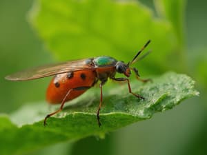 Natural aphid control methods being applied to plants, organic gardening techniques