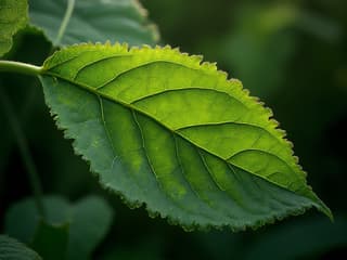 Plant leaves with various deformities, diagnosis guide, studio lighting