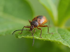 natural-aphid-control organic-gardening-techniques