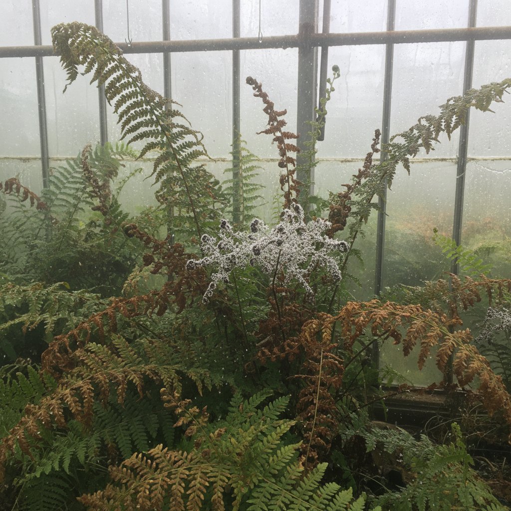 Szklarnia z paprociami, wilgotne powietrze, wyraźne oznaki choroby na liściach