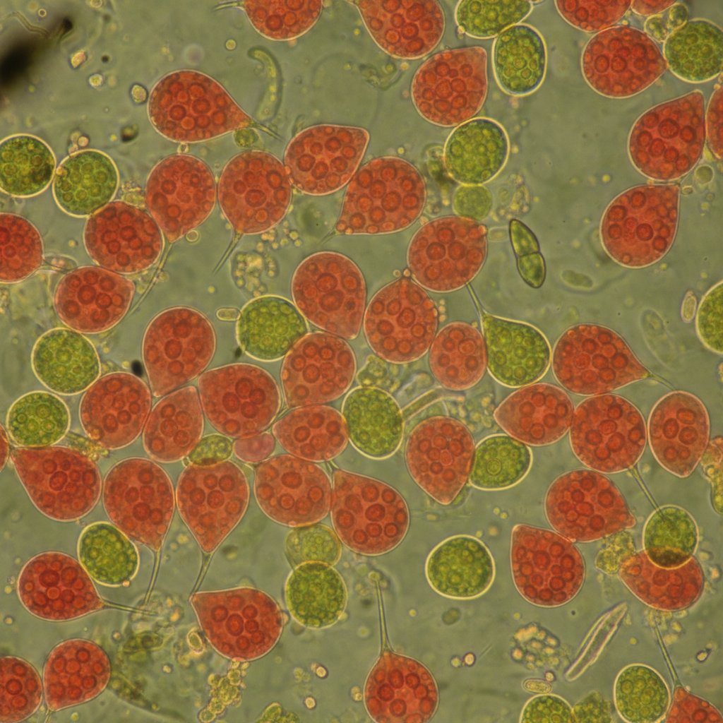 Zbliżenie pod mikroskopem na komórki mikroalg produkujące astaksantynę, pokazujące intensywny czerwony barwnik