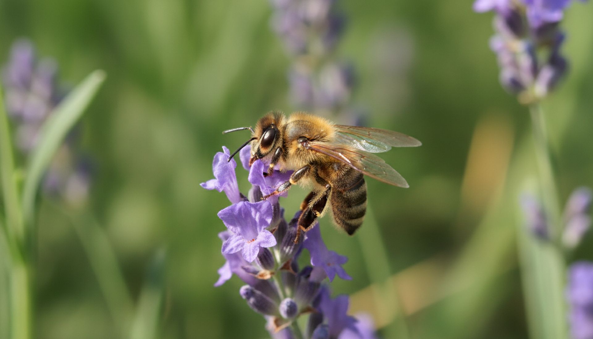 Ai bez opłat: brutalna rewolucja czy cyfrowa pułapka?