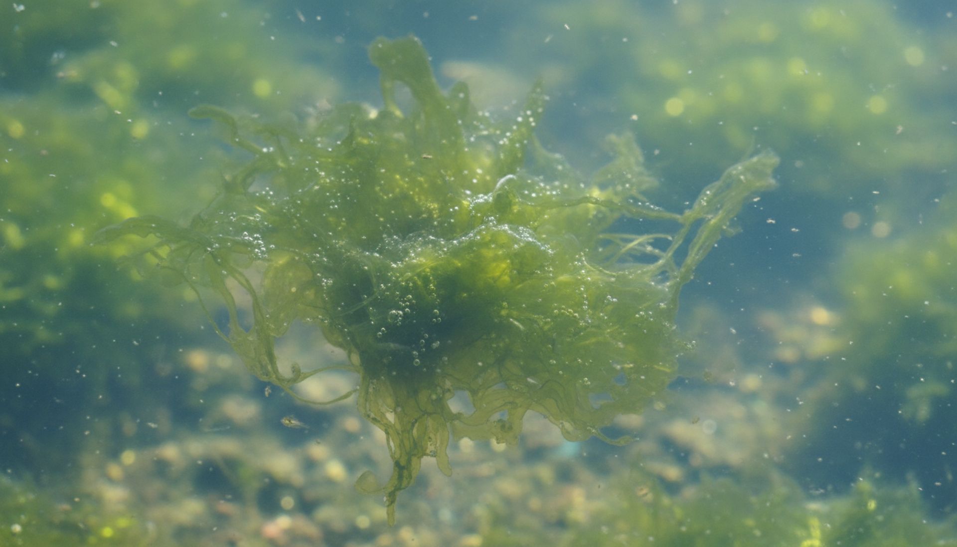 Algi: brutalne prawdy, których nikt ci nie powiedział