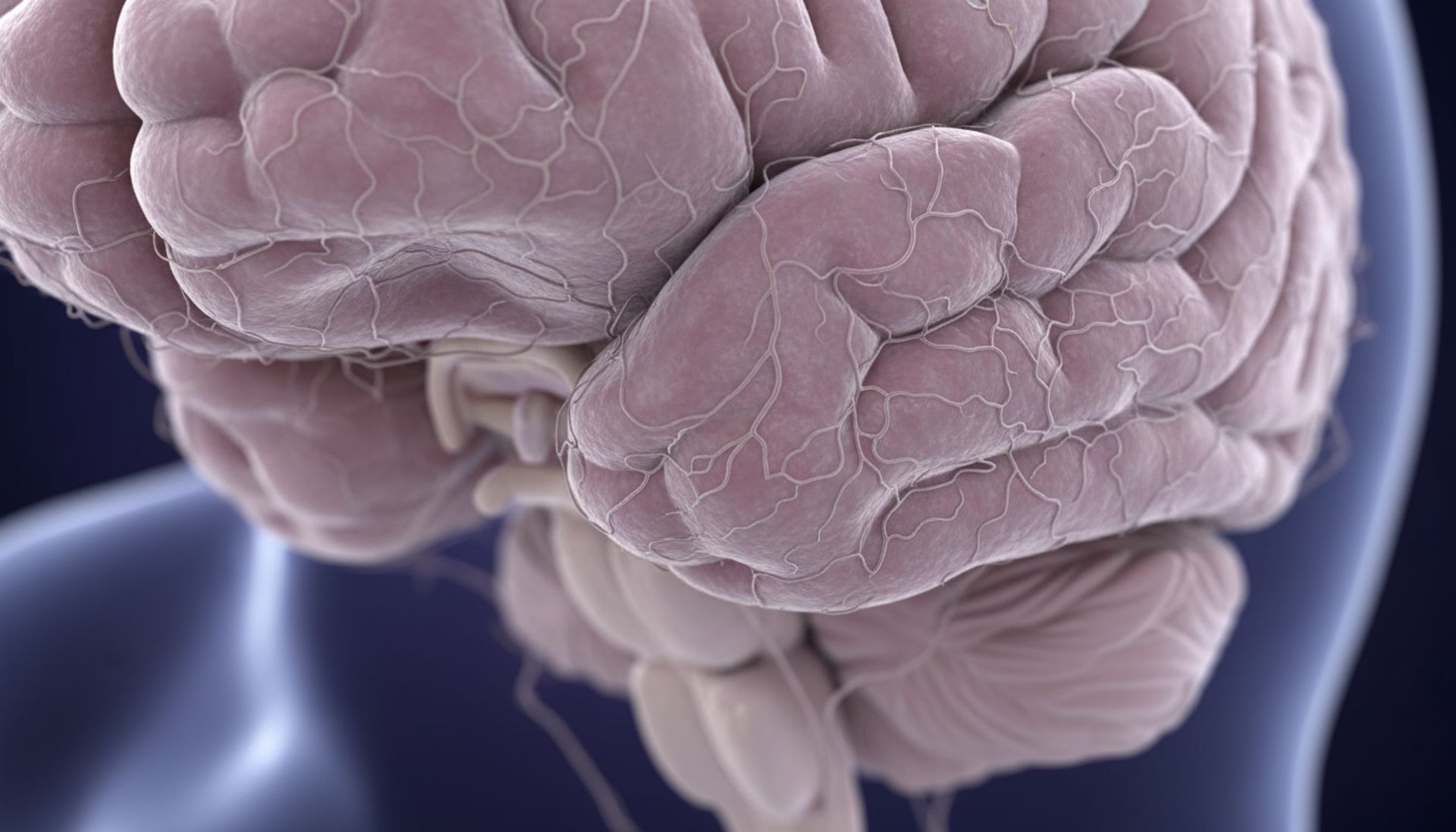 Podwzgórze: centrum sterowania, o którym boisz się myśleć