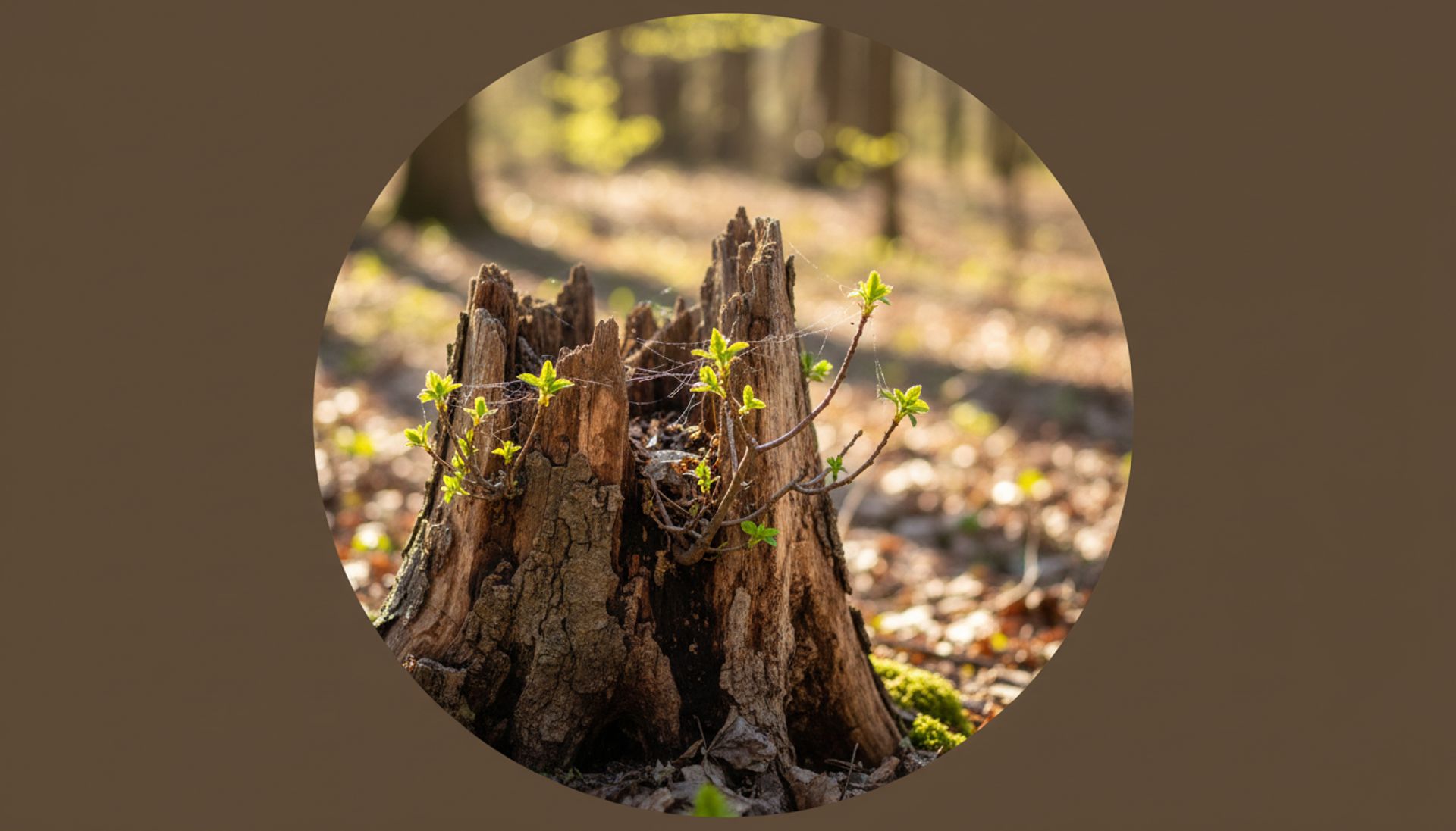 Trauma rozwojowa: brutalna prawda, która zmienia życie