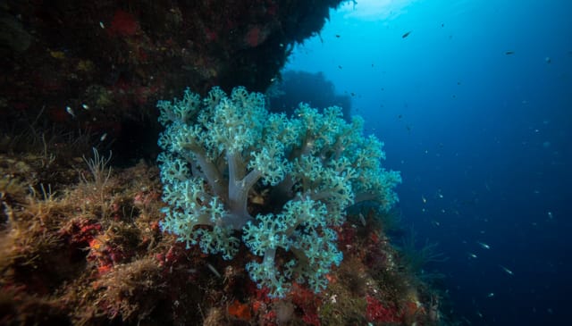 CFS: Brutalna prawda, której nikt ci nie powie