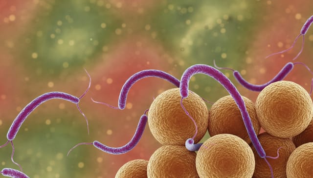 Kampylobakterioza: brutalna prawda o ukrytej epidemii, której nikt nie chce widzieć