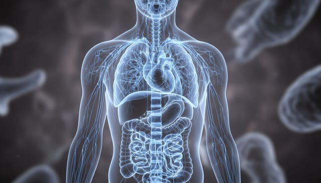 Układ przywspółczulny: brutalne prawdy o twoim drugim mózgu