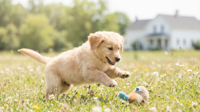 Wirtualny przyjaciel pies