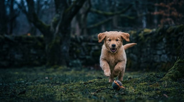 Wirtualny przyjaciel pies