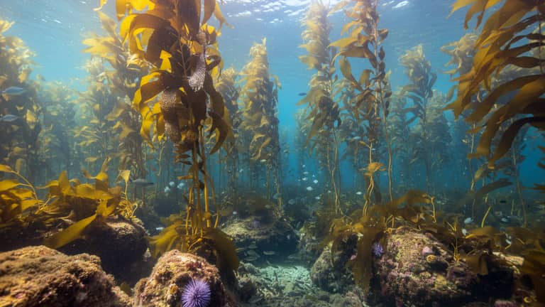 Kelp czy psycholog? AI wsparcie emocjonalne na poważnie