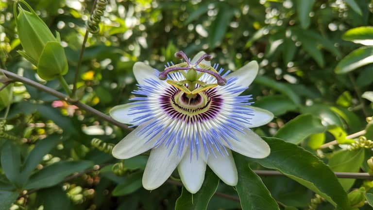 Passiflora a psychika: realne korzyści, ryzyko i mity