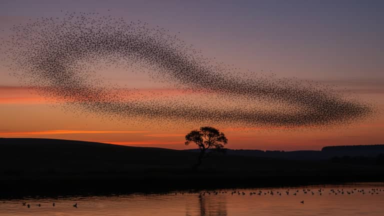 Wildlife Flights, Decoded: Thrill, Ethics and AI-Powered Choices