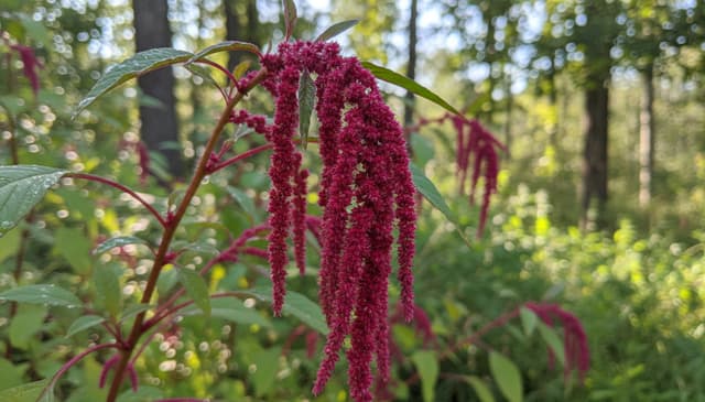 Amarantus: praktyczny przewodnik po zastosowaniach i zakupach