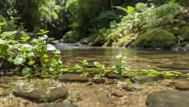Bakopa: praktyczny przewodnik po właściwościach i zastosowaniach