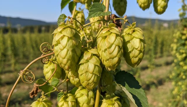 Chmiel: jak wpływa na nasz nastrój i zdrowie psychiczne