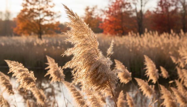 CRP krok po kroku: co warto wiedzieć o białku C-reaktywnym