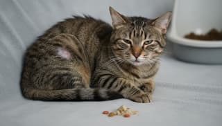 Czy mój kot jest chory – objawy, na które warto zwrócić uwagę