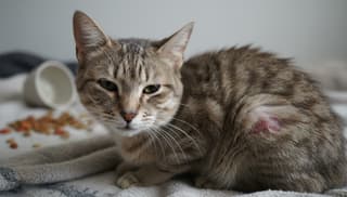 Czy mój kot wymaga pilnej wizyty u weterynarza? Praktyczny przewodnik