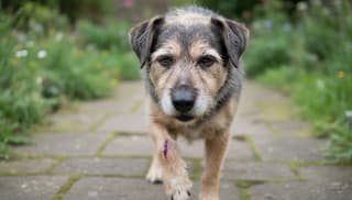 Czy mój pies wymaga pilnej wizyty u weterynarza? praktyczny przewodnik