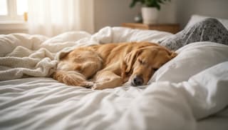 Czy pies może spać w łóżku: poradnik dla właścicieli psów