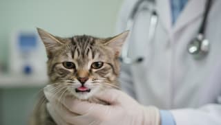 Czy potrzebuję pilnej konsultacji weterynaryjnej? praktyczny przewodnik