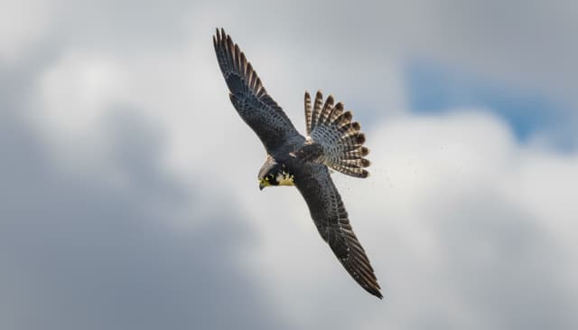 Diving Flights: Exploring the Future of Underwater Air Travel