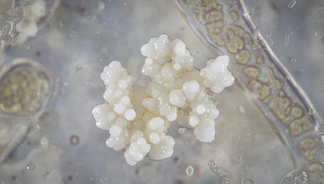 Fosfatydyloseryna: jak wpływa na pamięć i funkcje mózgu