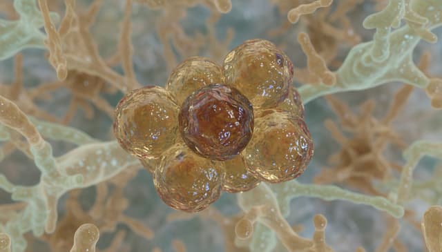 Jak działają globuliny i ich rola w układzie odpornościowym