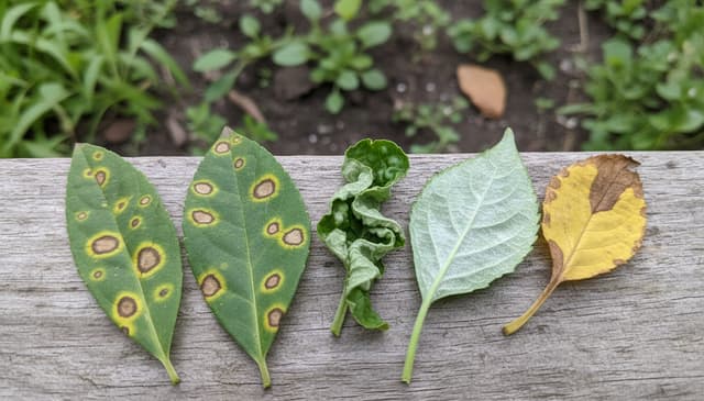 Jak rozpoznać choroby roślin: praktyczny przewodnik dla ogrodników