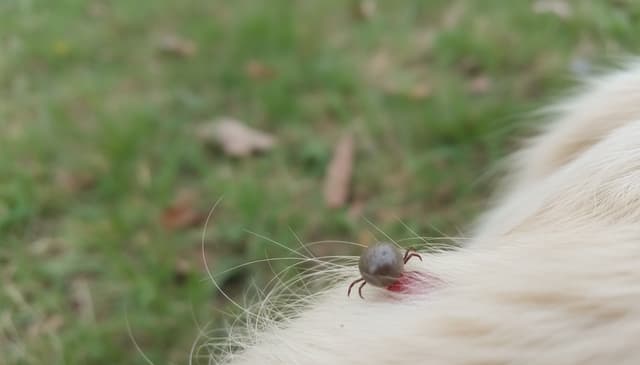 Jak rozpoznać kleszcza u psa: praktyczny przewodnik dla właścicieli