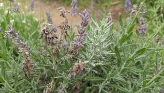 Jak szybko rozpoznać chorobę lawendy: praktyczny przewodnik