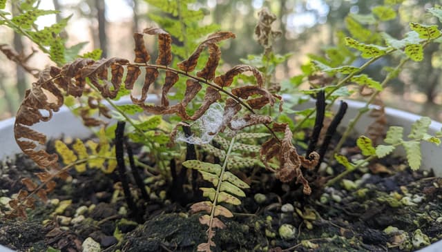 Jak szybko rozpoznać chorobę paproci: praktyczny przewodnik