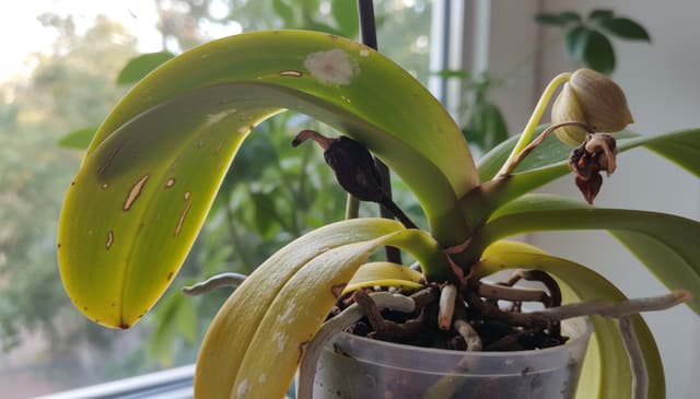 Jak szybko rozpoznać chorobę storczyka: praktyczny przewodnik