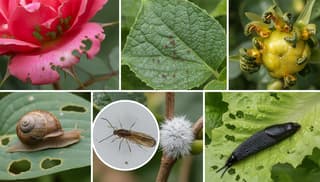 Jak szybko rozpoznać szkodnika na kwiatach: praktyczny przewodnik