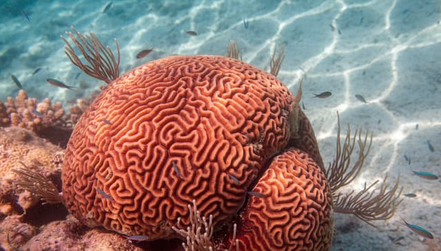 Koralowy w psychologii: znaczenie i zastosowanie w terapii