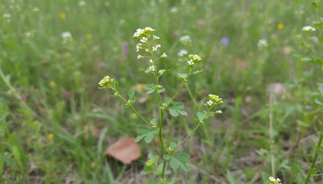 Lepik: praktyczny przewodnik po skutecznych materiałach klejących