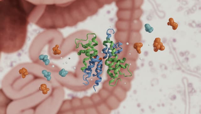 Lipaza: rola i znaczenie enzymu w procesach trawiennych