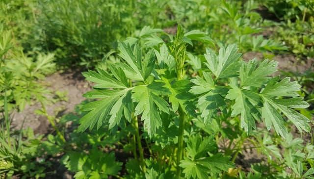 Lubczyk: praktyczny przewodnik po zastosowaniach i właściwościach