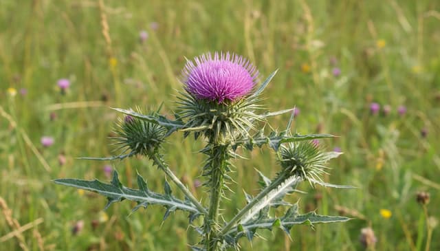Milk thistle: kompletny przewodnik po właściwościach i zastosowaniu