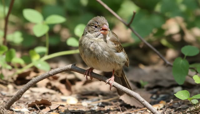 Objawy chorobowe u kanarków: praktyczny przewodnik dla hodowców