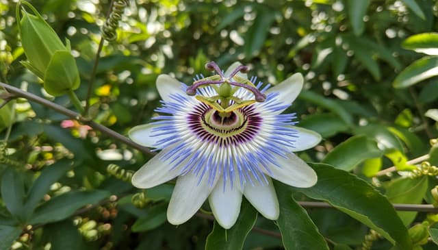 Passiflora w psychologii: jak wpływa na nasz nastrój i relaks