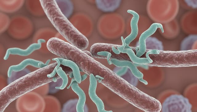 Przeciwciała przeciw boreliozie: jak działają i kiedy je wykrywać