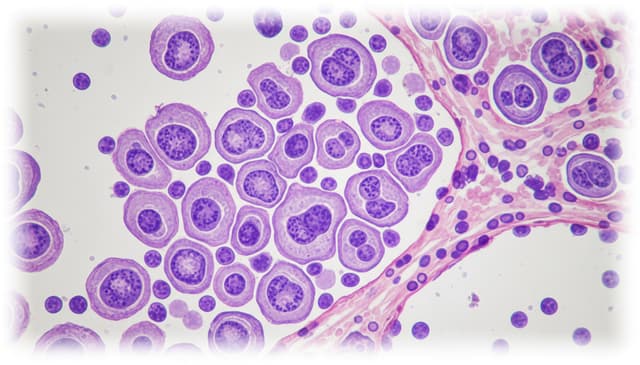 Rak szyjki macicy: kompleksowy przewodnik po profilaktyce i leczeniu