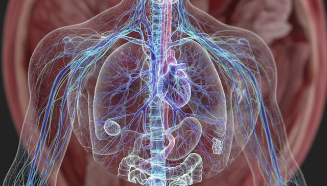 Układ nerwowy autonomiczny: jak wpływa na nasze codzienne życie