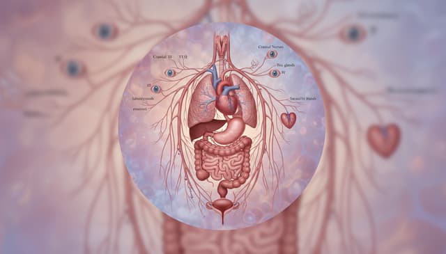 Układ przywspółczulny: jak wpływa na nasze zdrowie i samopoczucie